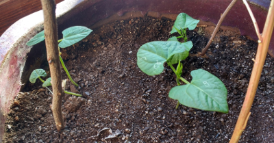 Outdoor Blue Lake Pole Beans