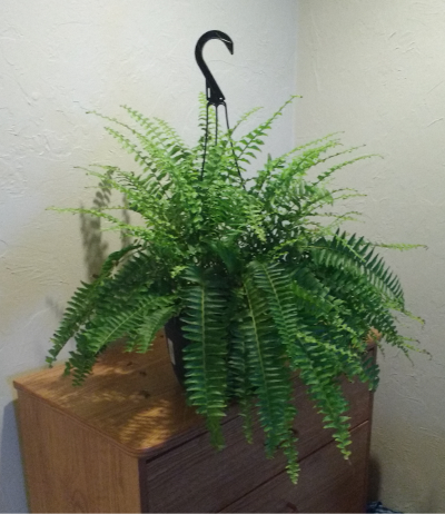 Boston Fern